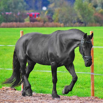 Caballos y maquinaria para su alimentacion y cuidado