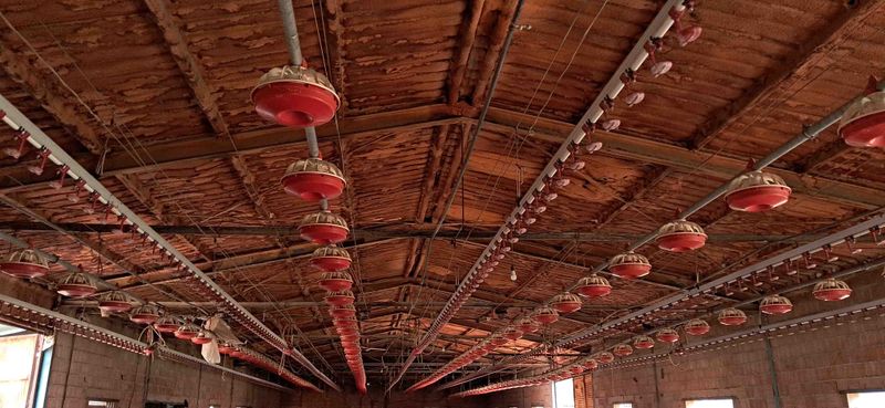 ave pollo gallina bebedero comedero tigsa extractor tractor con pala tenias cazo telescopica cama rotavators calefaccion case