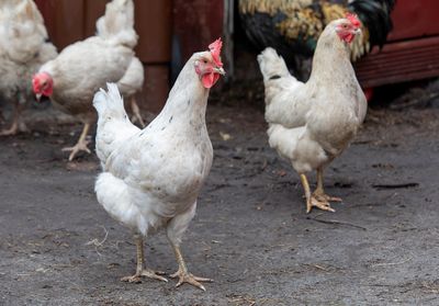 Granjas avícolas, accesorios y maquinaria