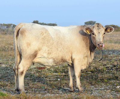 Cebadero de terneros y vacuno en general
