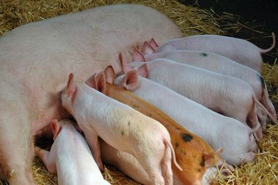 Todo para el sector porcino