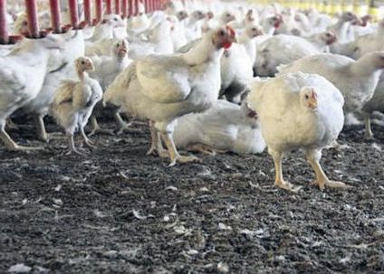 abono estiercol estiércol basura gallina granja ave gallinacea gallinácea pollo viña vid uva abonadora extendedor repartidor