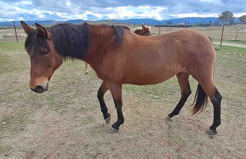 yegua caballo equino chip cabezal bocado silla corcel doma pista estiercol estiércol crin cabalgar trote trotar pezuña veloz
