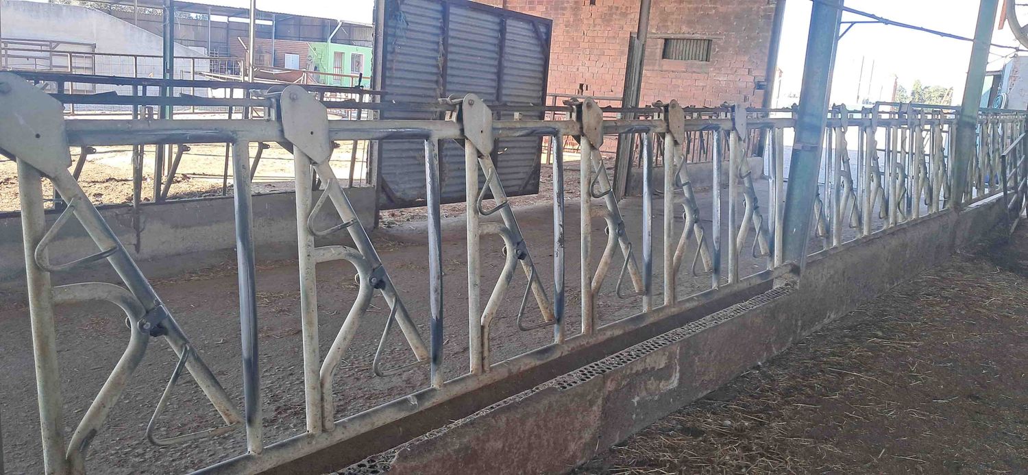 amarre auto-captura separador cornadiza vaca leche vacuno mocha sin cuerno comida pienso alfalfa unifeed carro mezclador