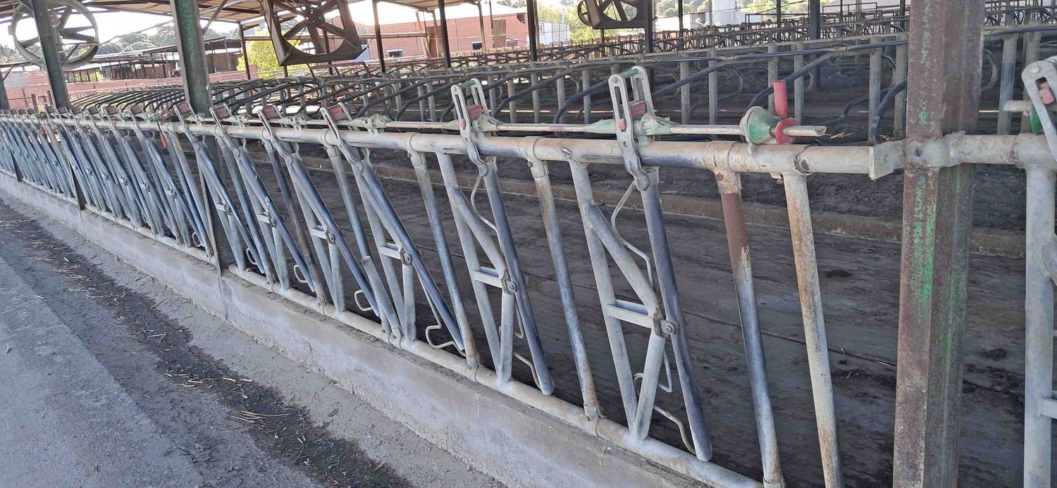 amarre auto-captura separador cornadiza jourdain vaca leche vacuno mocha sin cuerno comida pienso alfalfa unifeed mezclador