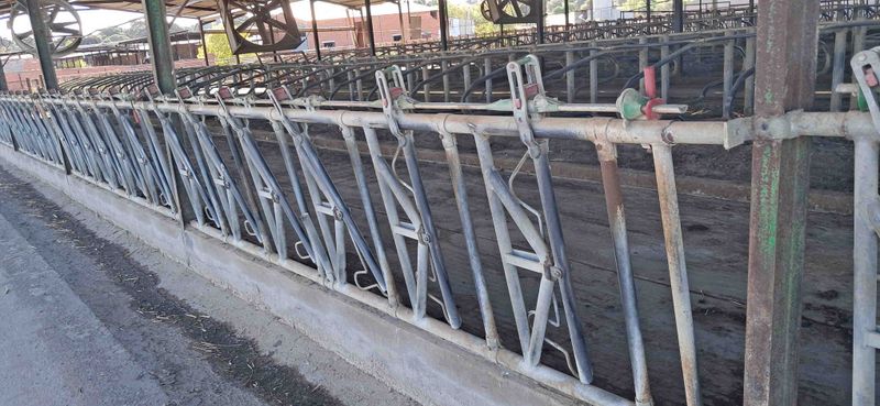 amarre auto-captura separador cornadiza jourdain vaca leche vacuno mocha sin cuerno comida pienso alfalfa unifeed mezclador