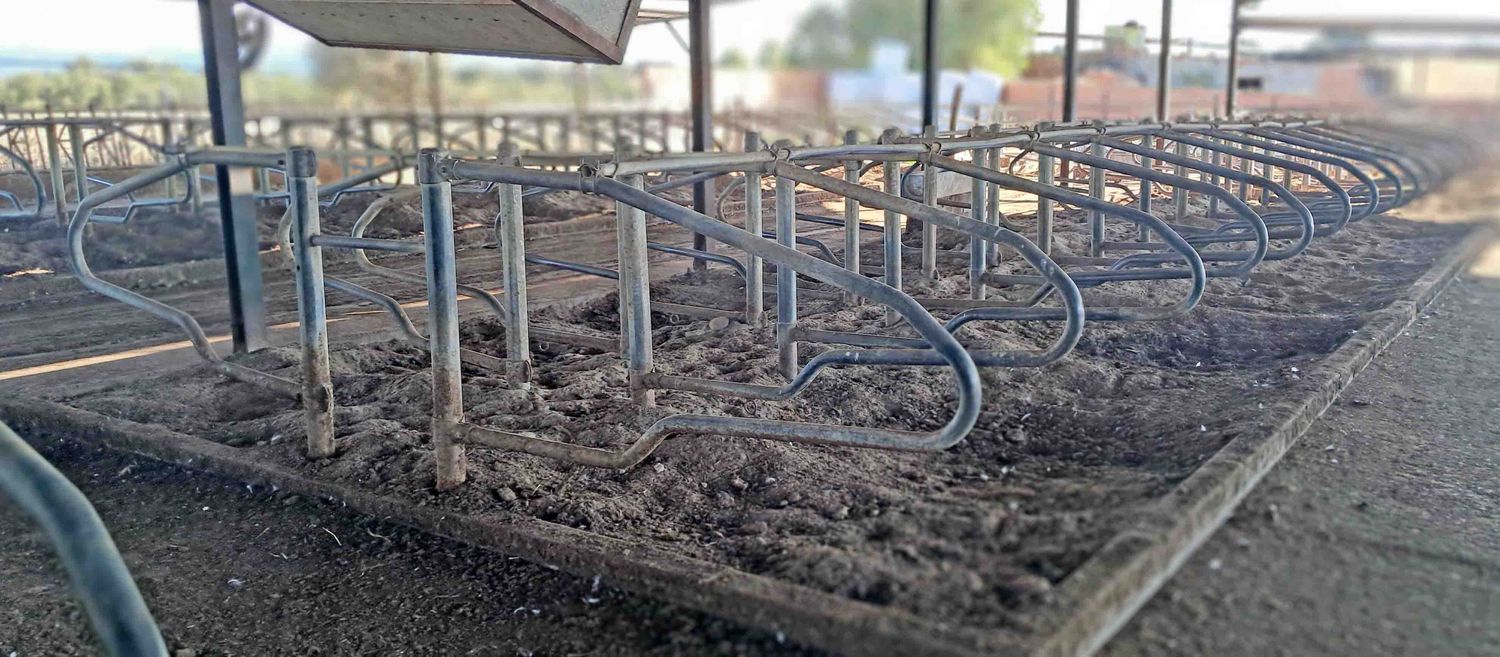 cubiculo arena vaca leche vaqueria vaquería ordeño sala cisterna granja frisona amarre cornadiza ventilador extractor laval