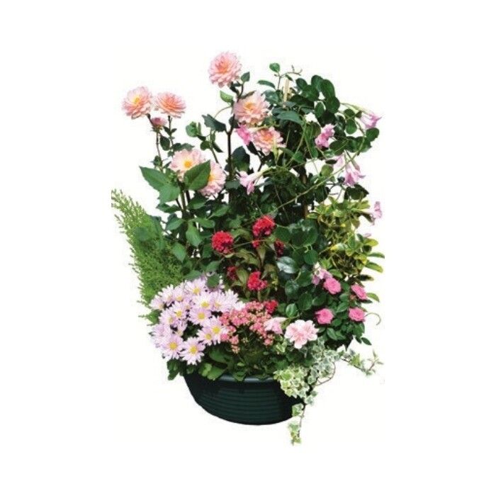 Coupe de plantes de saison