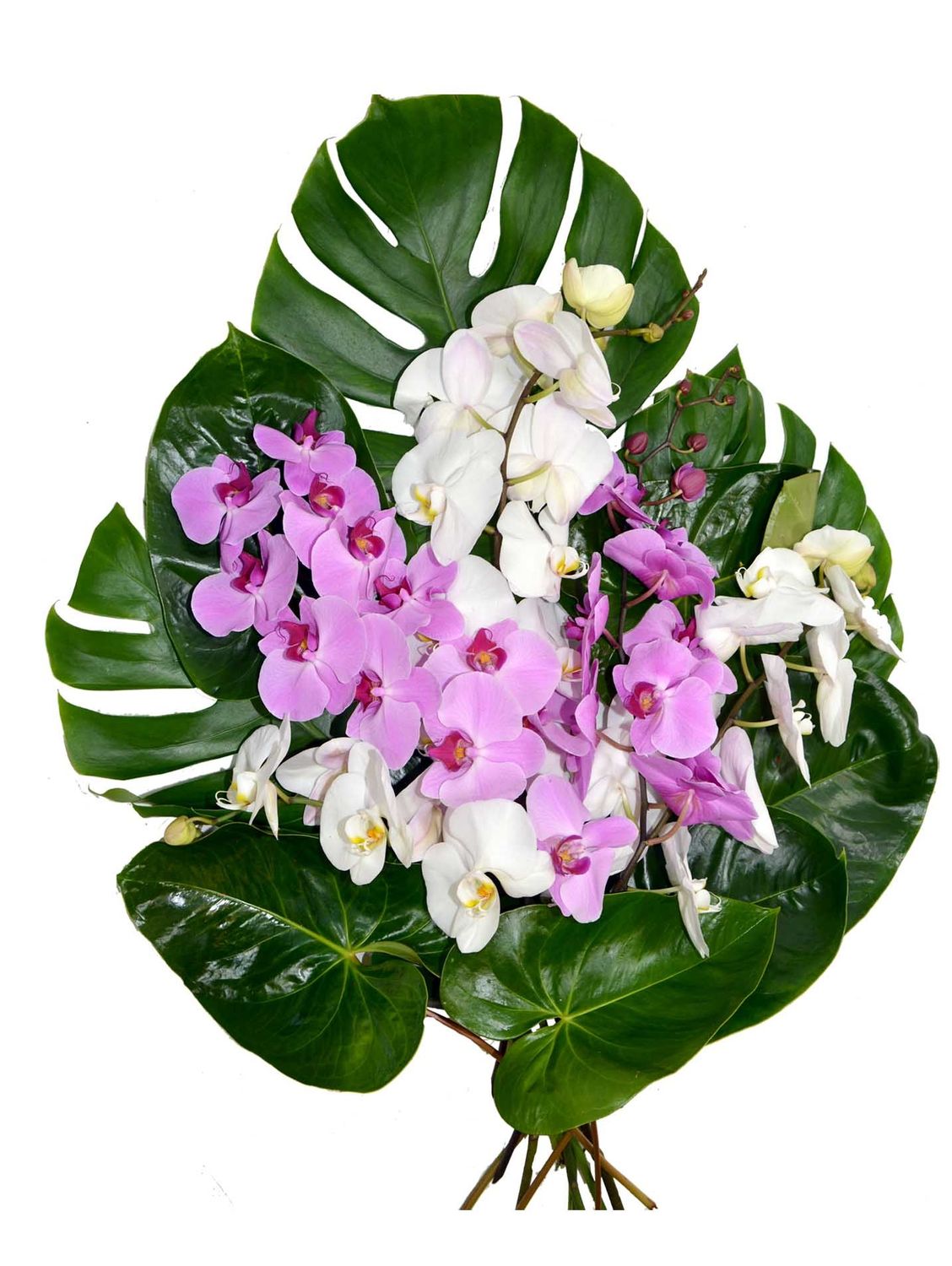 Gerbe de phalaénopsis