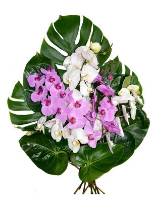 Gerbe de phalaénopsis Gerbe de phalaénopsis