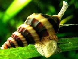 Anatome Helena slak (slakkenetende slak)