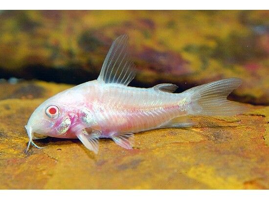 Corydoras Paleatus Albino