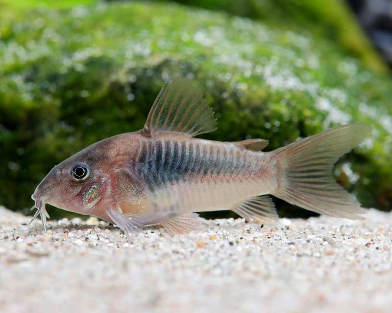 Corydoras Aeneus