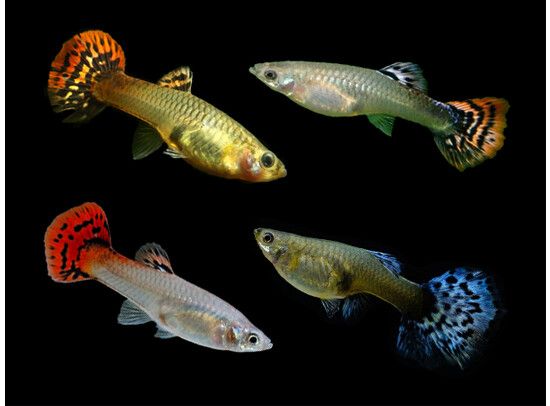 Guppy Female Cobra Mix Vrouw