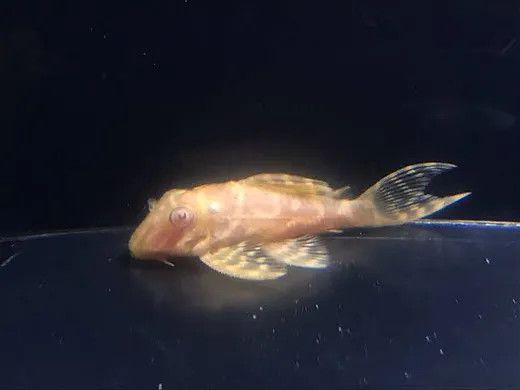 L333 Hypancistrus albino