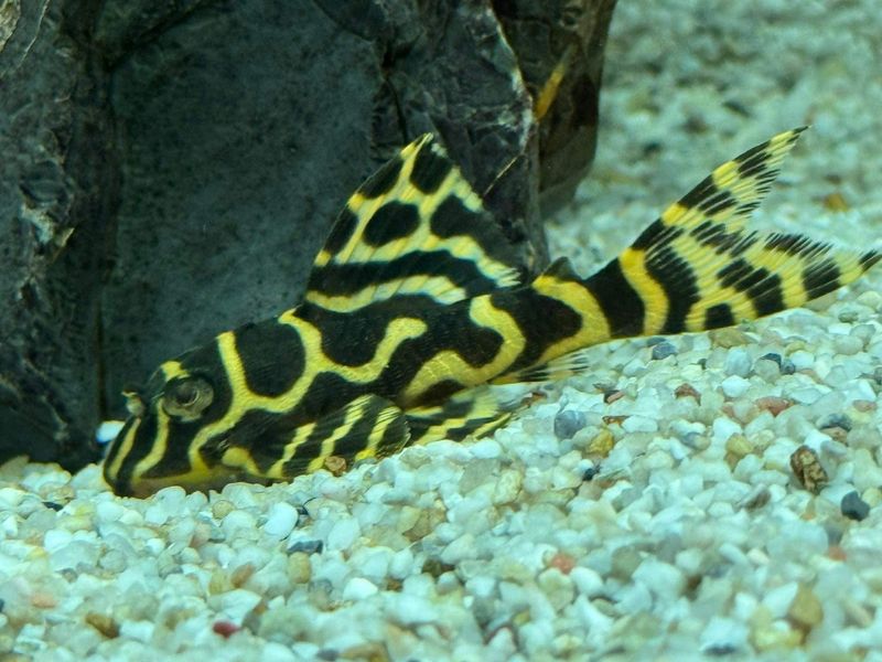 L333 Hypancistrus Yellow-Line