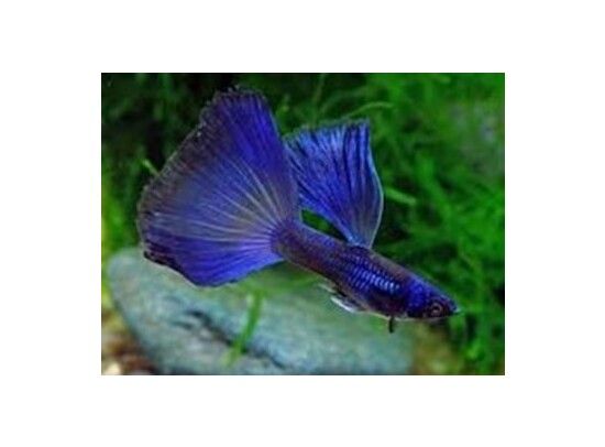 Guppy male Moscow blue