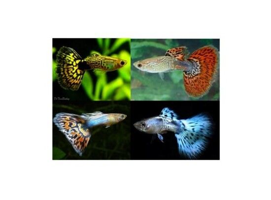 Guppy Snakeskin Cobra Mix Man