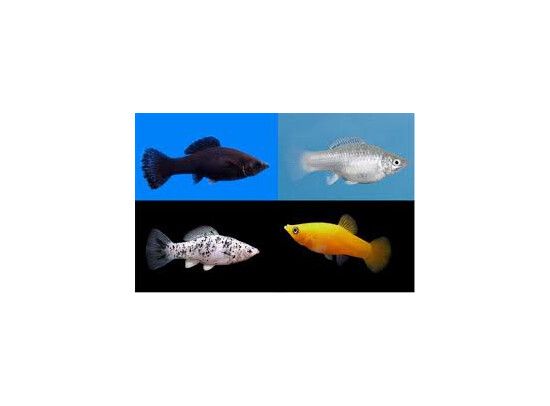 Poecilia sphenops (molly)