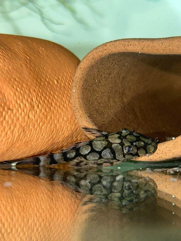 L519 Ancistrus sp. Kiefneri II "Rio Itenez"