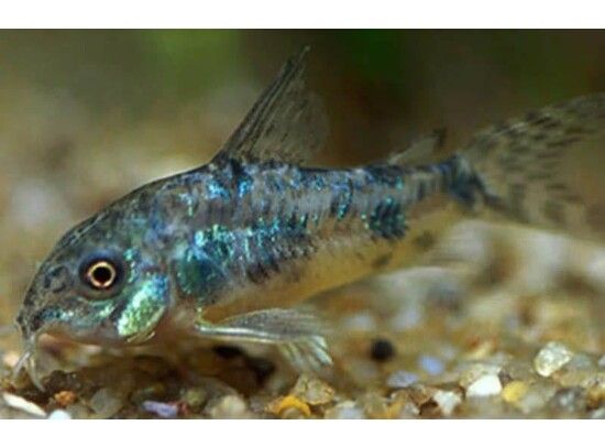 Corydoras Paleatus