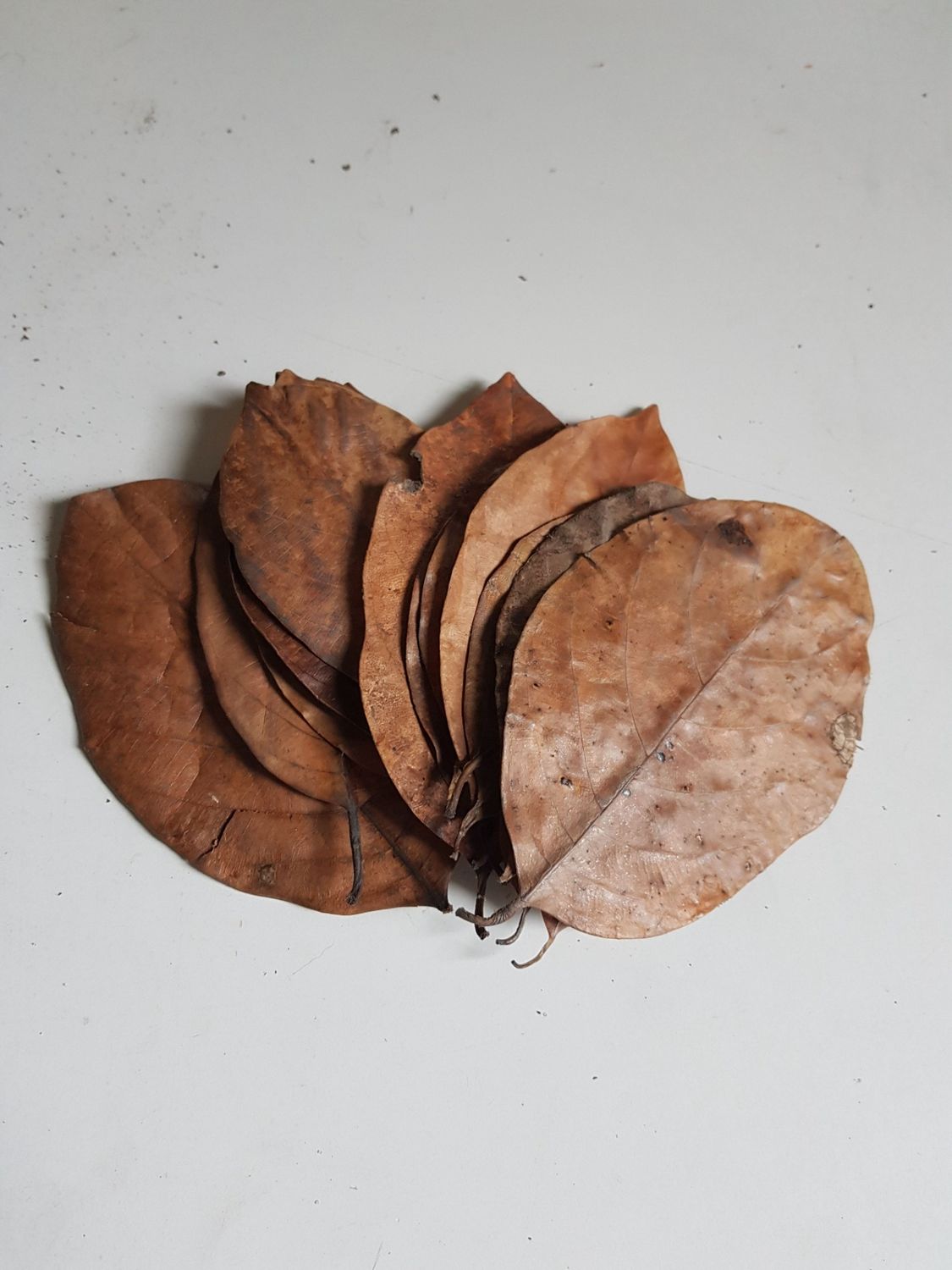 Catappa bladeren XL 10X