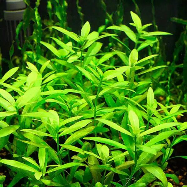 Hygrophila polysperma - Belgisch groen