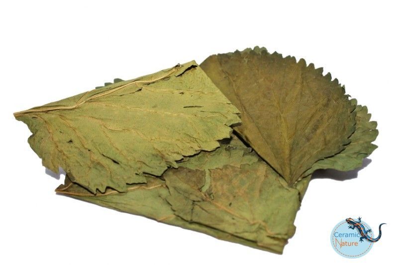 Mulberry bladeren 10x