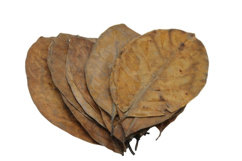 Jack Fruit Bladeren 20X