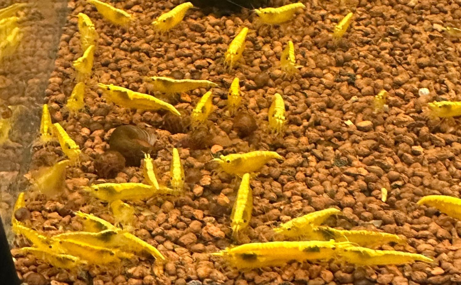 Yellow Sakura Neocardina garnaal Yellow Sakura Neocardina garnaal