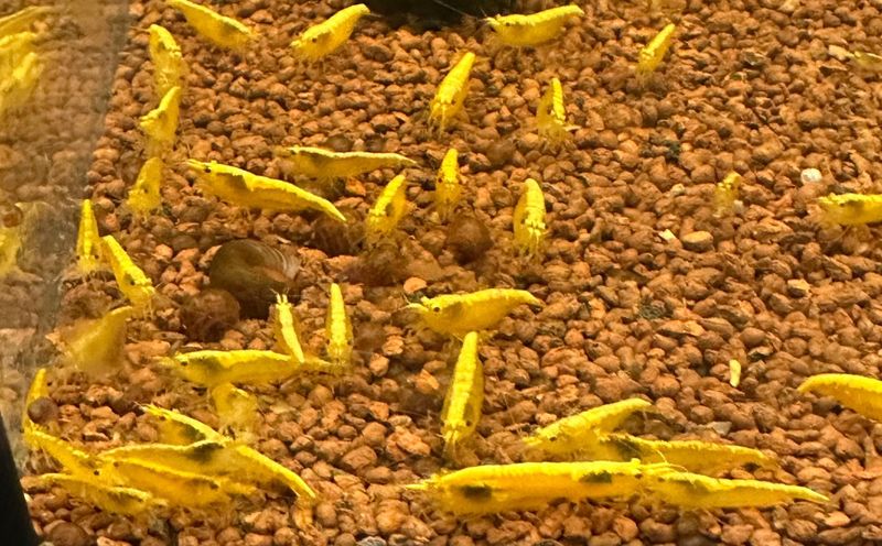 Yellow Sakura Neocardina garnaal