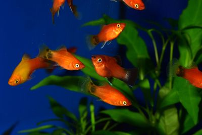 Platy's