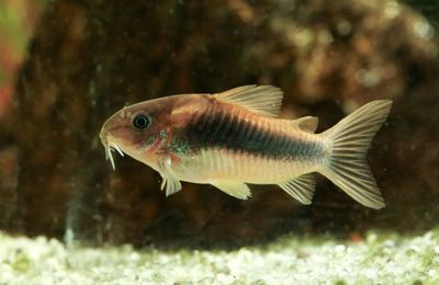Corydoras