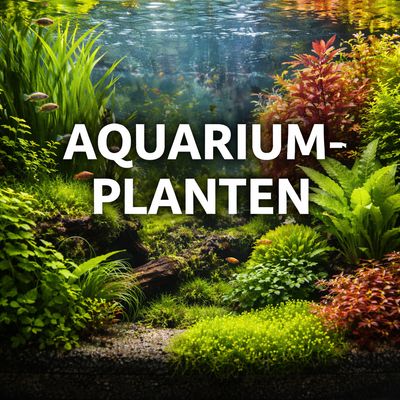 Aquariumplanten