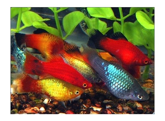 Platy MIX Platy MIX