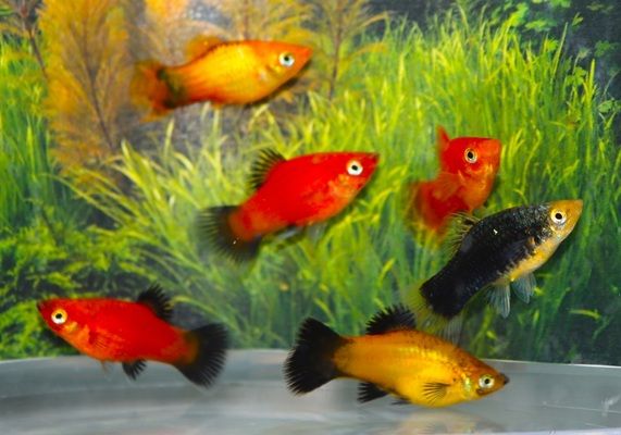Platy MIX