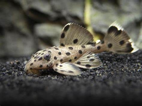L264 Leporacanthicus Joselimai