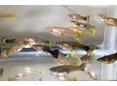 Guppy Female mix