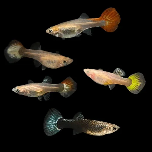 Guppy Female mix