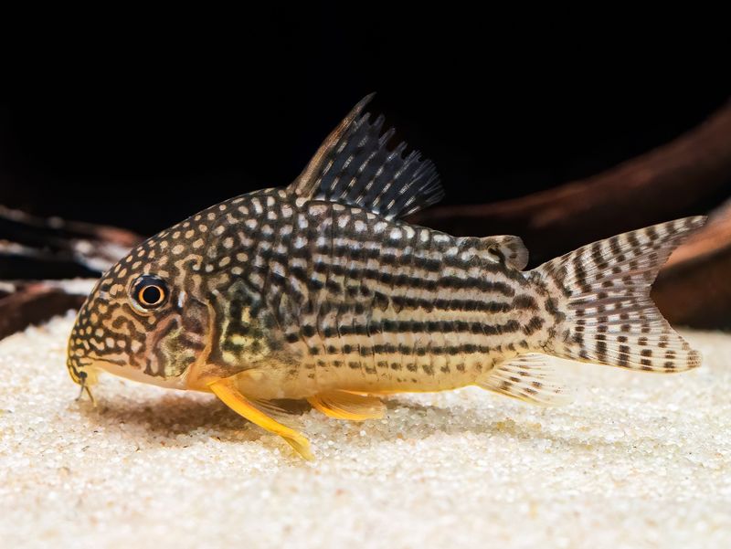 Corydoras Sterbai