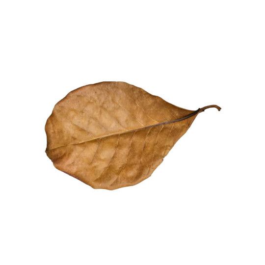 Ketapanga Catappa Bladeren BIG BAG 50 STUKS XL