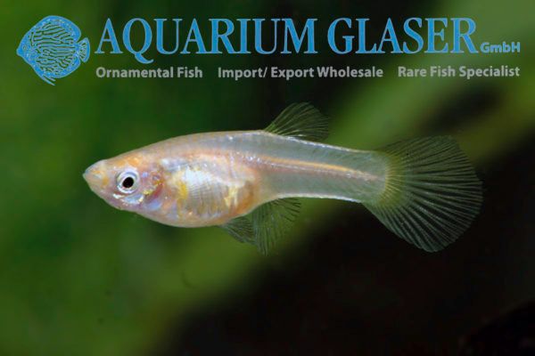 Guppy Wingei GINGA RUBRA  koppel (M+V)