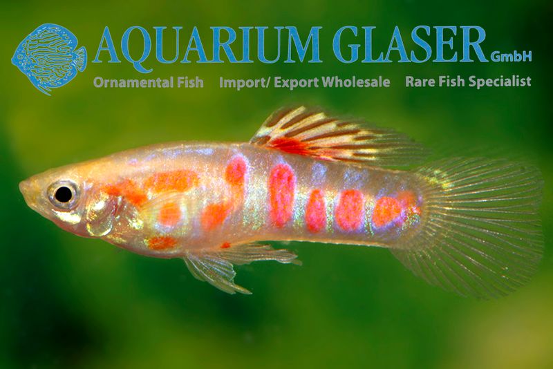 Guppy Wingei GINGA RUBRA  koppel (M+V)