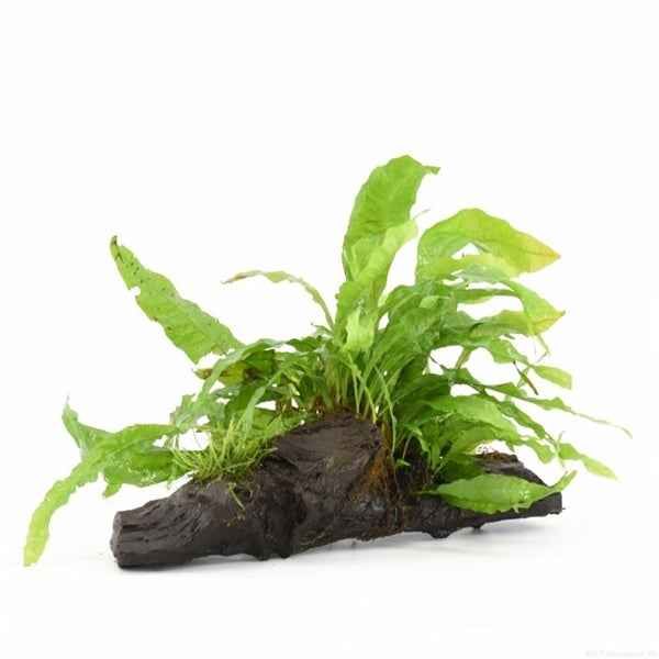 Javavaren Microsorum op kienhout small