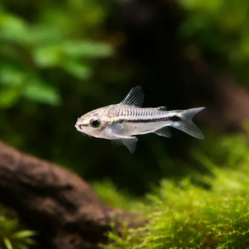 Corydoras Pygmaeus dwergcorydoras