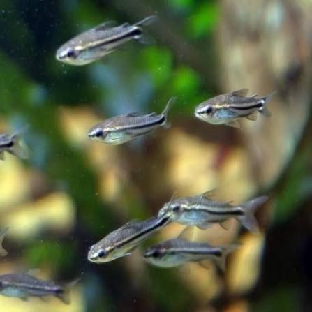 Corydoras Pygmaeus dwergcorydoras