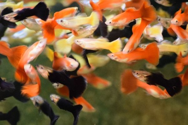 Guppy mix Belgische vlag MAN