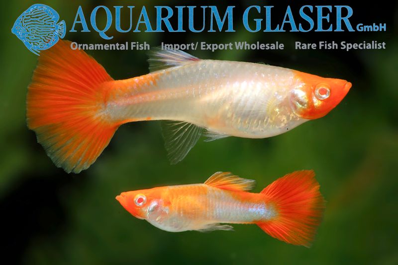 Guppy Red Cap koppel Kohaku (M+V)