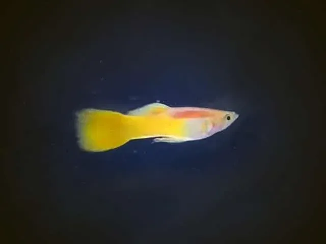 Guppy man NEON GOLD 24K