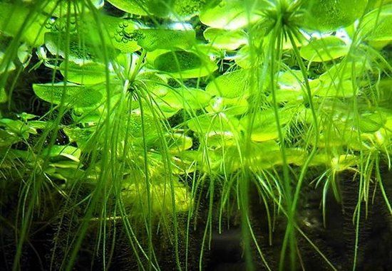 Limnobium laevigatum – Amazone kikkerbeet per stuk